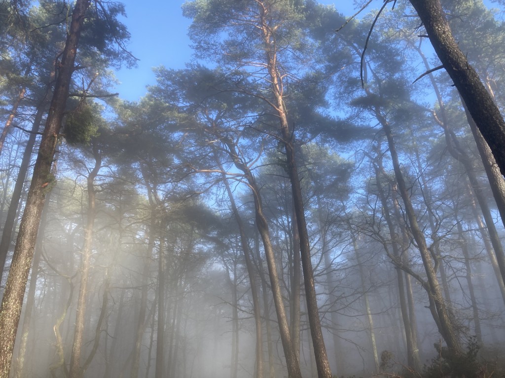 edenkoben, bild 02